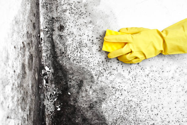 Best Mold Cleaning Services  in Bell Nyon, CA