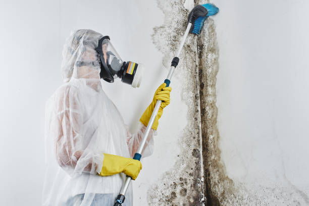 Best Office Mold Removal Services  in Bell Nyon, CA