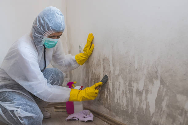 Office Mold Removal Services in Bell Canyon, CA
