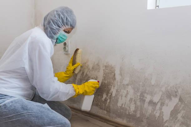 Best Office Mold Removal Services  in Bell Nyon, CA