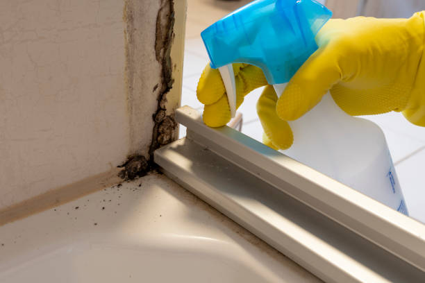 Best Local Mold Removal Service  in Bell Nyon, CA