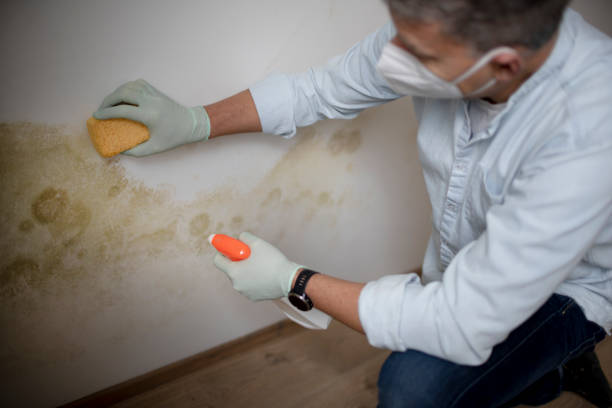Best Black Mold Removal  in Bell Nyon, CA