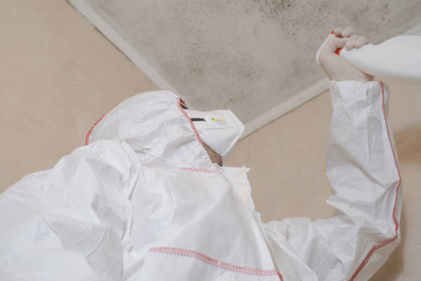 Best Same-Day Mold Removal  in Bell Nyon, CA