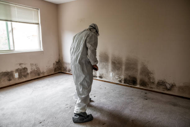 Mold Removal Process in Bell Canyon, CA