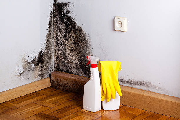 Professional Mold Removal in Bell Canyon, CA