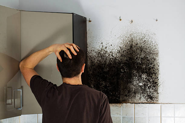 Best Mold Removal Near Me  in Bell Nyon, CA