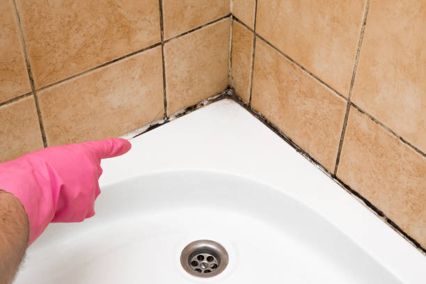 Best Mold Testing  in Bell Nyon, CA